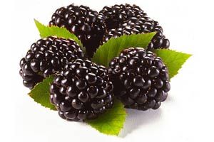 Blackberries with green leaves | Okoboji Soap Company