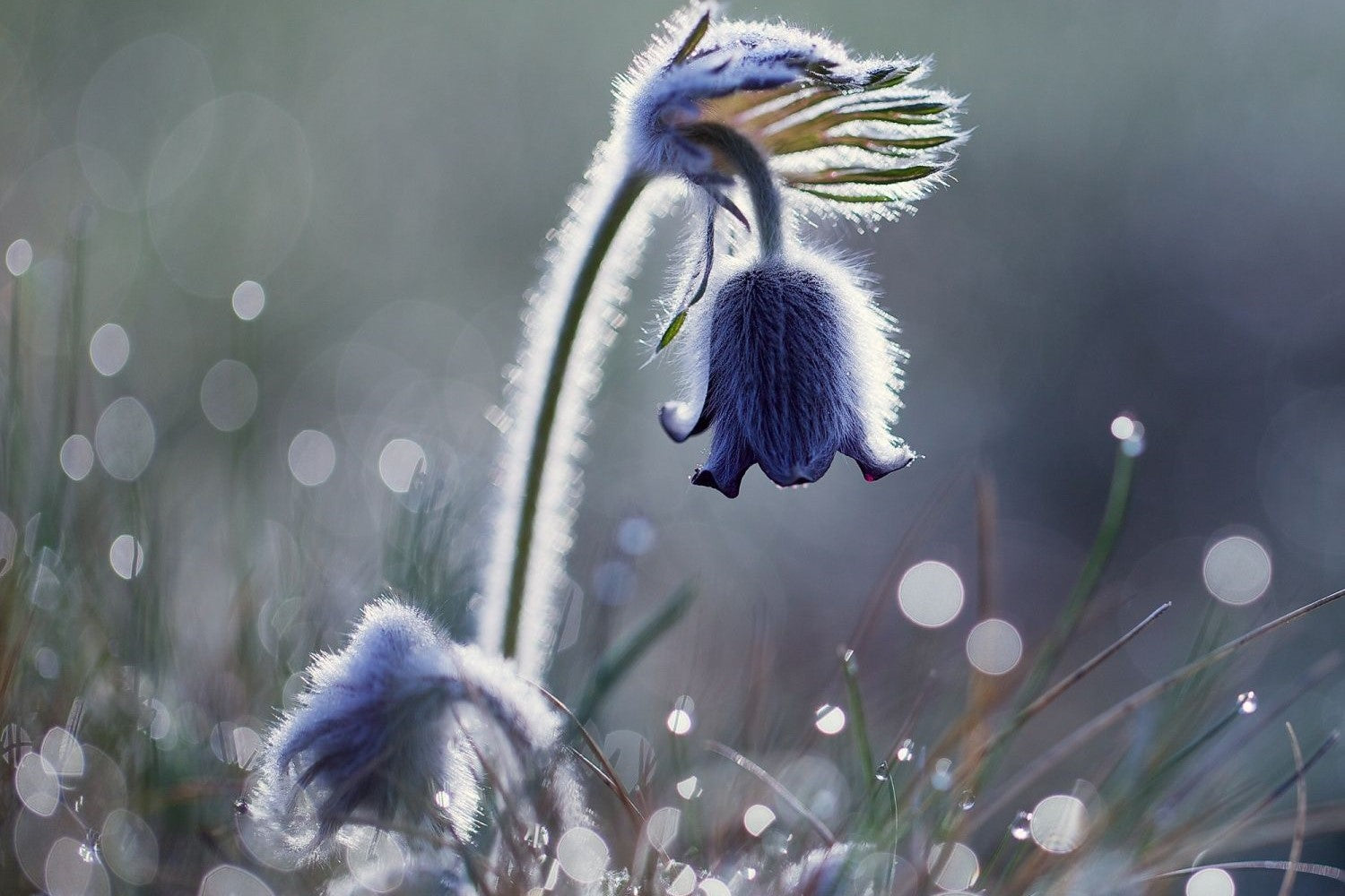 Dainty flower in the morning dew