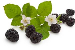 Blackberries with green leaves | Okoboji Soap Company