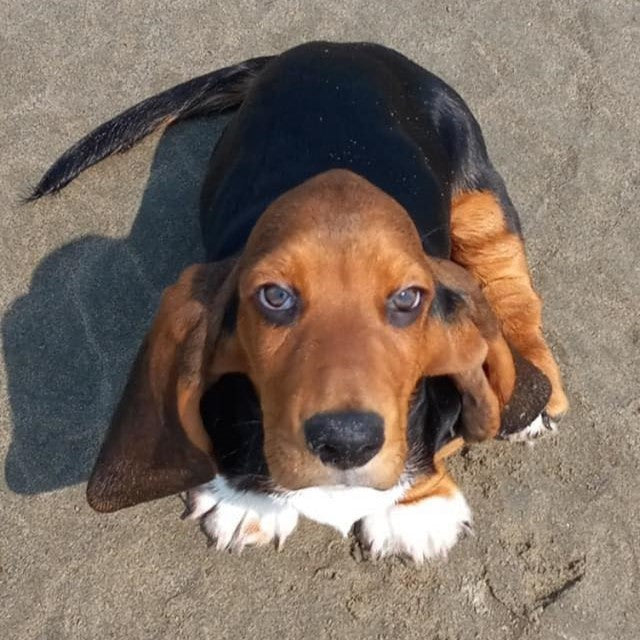 The original billy jax basset hound jackson | Okoboji Soap Company