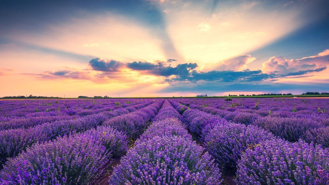 Image of serene bright field of lavender by a sunset | Okoboji Soap Company